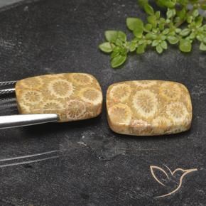 Gemme di Corallo fossile Multicolore naturale da 23.94 ct, Cuscino, Opaco