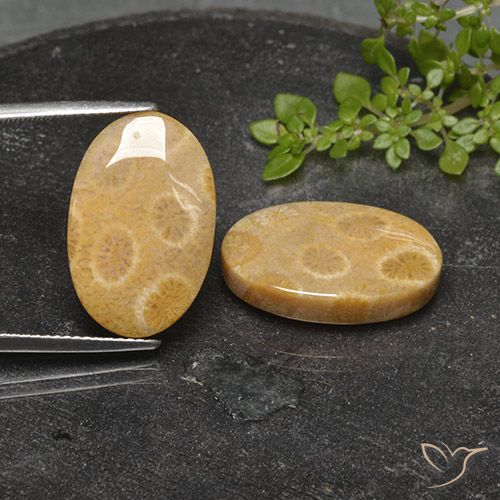 22.26ctw Naturale Multicolore Corallo fossile, Ovale, Opaco