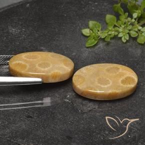 Gemme di Corallo fossile Multicolore naturale da 22.26 ct, Ovale, Opaco