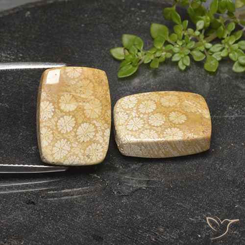 27.14ctw Naturale Multicolore Corallo fossile, Cuscino, Opaco
