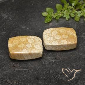 Gemme di Corallo fossile Multicolore naturale da 27.14 ct, Cuscino, Opaco