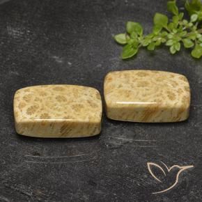 Gemme di Corallo fossile Multicolore naturale da 29.20 ct, Cuscino, Opaco