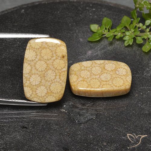 22.32ctw Naturale Multicolore Corallo fossile, Cuscino, Opaco