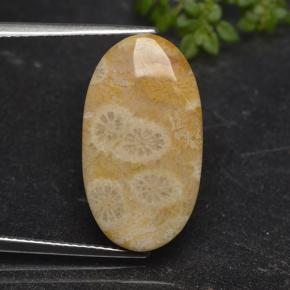 Corallo fossile Multicolore naturale da 11.06 ct, Taglio ovale, Opaco