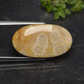 Corallo fossile Multicolore naturale da 11.06 ct, Taglio ovale, Opaco