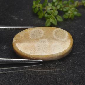 Corallo fossile Multicolore naturale da 11.06 ct, Taglio ovale, Opaco