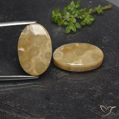 21.72ctw Naturale Multicolore Corallo fossile, Ovale, Opaco