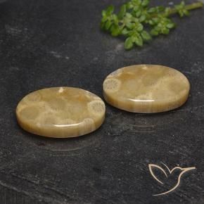 Gemme di Corallo fossile Multicolore naturale da 21.72 ct, Ovale, Opaco