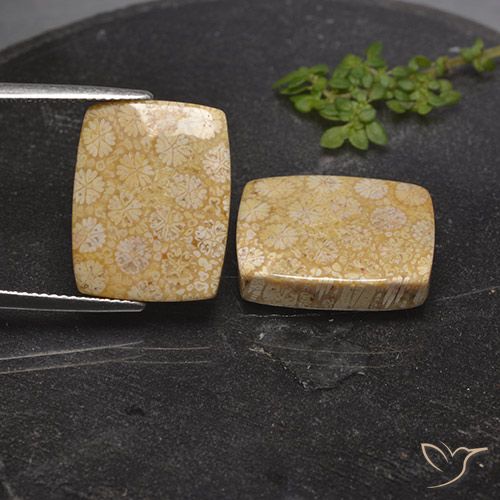 28.56ctw Naturale Multicolore Corallo fossile, Cuscino, Opaco