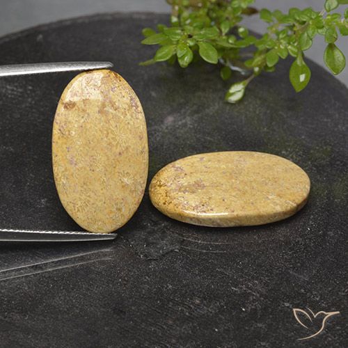 18.28ctw Naturale Multicolore Corallo fossile, Ovale, Opaco