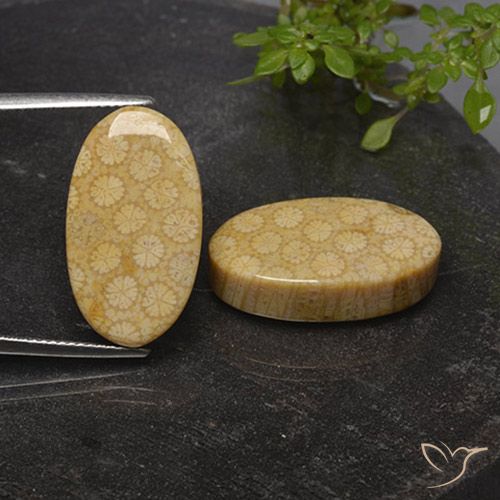 31.03ctw Naturale Multicolore Corallo fossile, Ovale, Opaco
