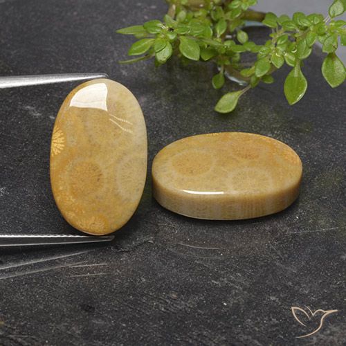 27.54ctw Naturale Multicolore Corallo fossile, Ovale, Opaco