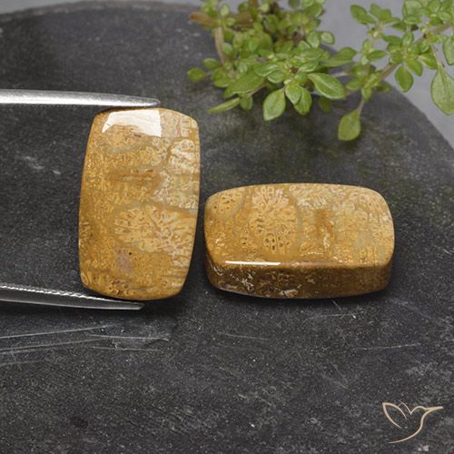32.26ctw Naturale Multicolore Corallo fossile, Cuscino, Opaco