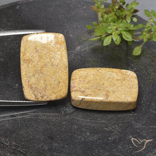 32.76ctw Naturale Multicolore Corallo fossile, Cuscino, Opaco
