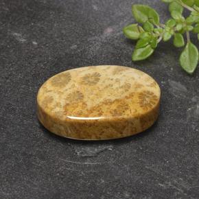 Corallo fossile Multicolore naturale da 14.69 ct, Taglio ovale, Opaco