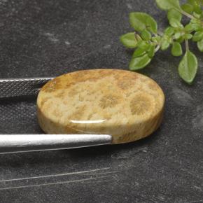 Corallo fossile Multicolore naturale da 14.69 ct, Taglio ovale, Opaco