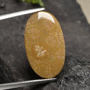 Corallo fossile Multicolore naturale da 10.75 ct, Taglio ovale, Opaco