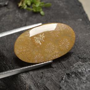 Corallo fossile Multicolore naturale da 10.75 ct, Taglio ovale, Opaco