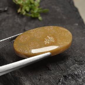 Corallo fossile Multicolore naturale da 10.75 ct, Taglio ovale, Opaco