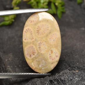 Corallo fossile Multicolore naturale da 12.27 ct, Taglio ovale, Opaco
