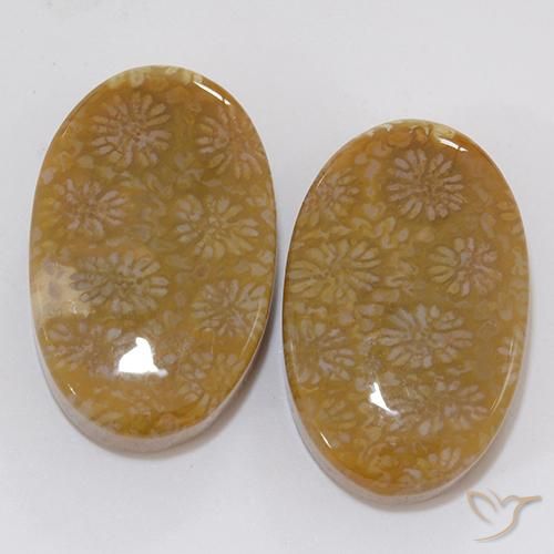 28.62ctw Naturale Multicolore Corallo fossile, Ovale, Opaco