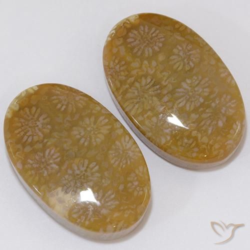 Gemme di Corallo fossile Multicolore naturale da 28.62 ct, Ovale, Opaco