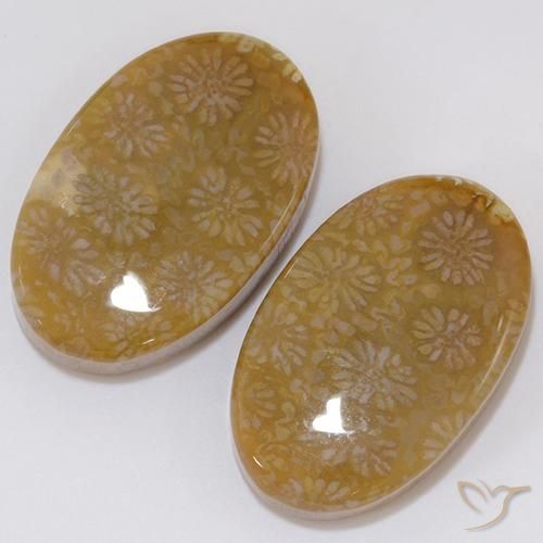 Gemme di Corallo fossile Multicolore naturale da 28.62 ct, Ovale, Opaco
