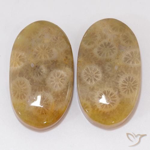 21.91ctw Naturale Multicolore Corallo fossile, Ovale, Opaco