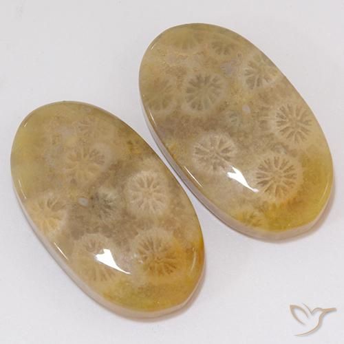 Gemme di Corallo fossile Multicolore naturale da 21.91 ct, Ovale, Opaco
