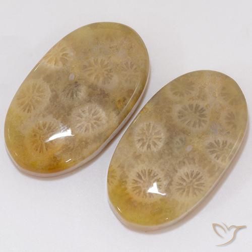 Gemme di Corallo fossile Multicolore naturale da 21.91 ct, Ovale, Opaco