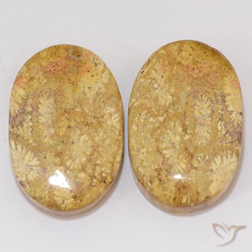 27.27ctw Naturale Multicolore Corallo fossile, Ovale, Opaco