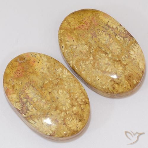 Gemme di Corallo fossile Multicolore naturale da 27.27 ct, Ovale, Opaco