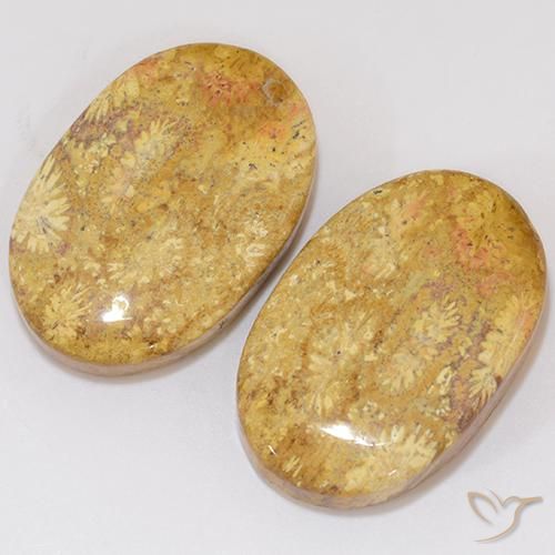 Gemme di Corallo fossile Multicolore naturale da 27.27 ct, Ovale, Opaco