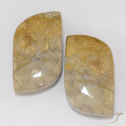 18.02ctw Naturale Multicolore Corallo fossile, Taglio a fantasia, Opaco