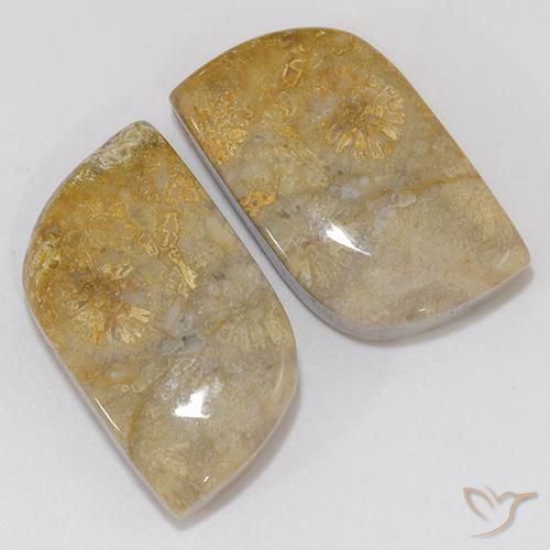 Gemme di Corallo fossile Multicolore naturale da 18.02 ct, Taglio a fantasia, Opaco