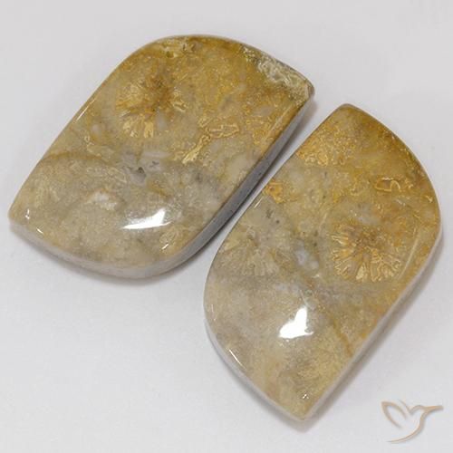 Gemme di Corallo fossile Multicolore naturale da 18.02 ct, Taglio a fantasia, Opaco