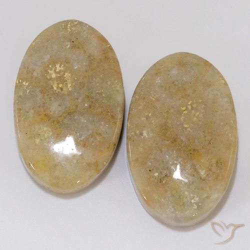 27.02ctw Naturale Multicolore Corallo fossile, Ovale, Opaco