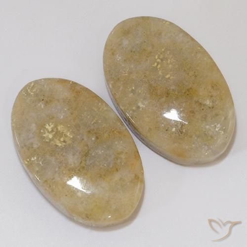 Gemme di Corallo fossile Multicolore naturale da 27.02 ct, Ovale, Opaco