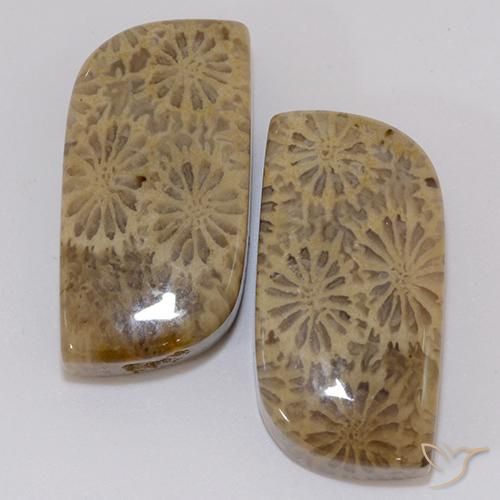 Corallo fossile naturale multicolore da 19,43 ct, forma fantasia, opaco