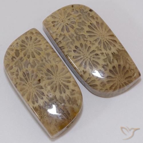 Corallo fossile naturale multicolore da 19,43 ct, forma fantasia, opaco