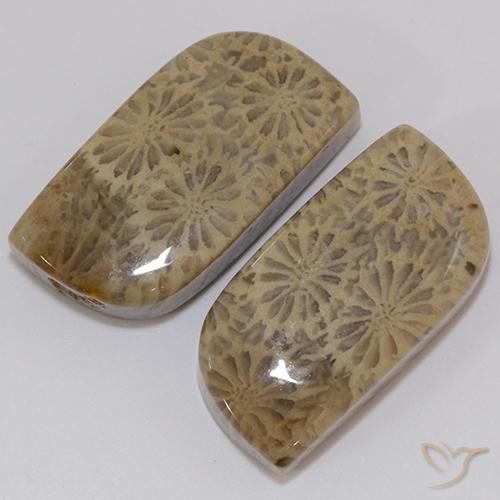 Corallo fossile naturale multicolore da 19,43 ct, forma fantasia, opaco