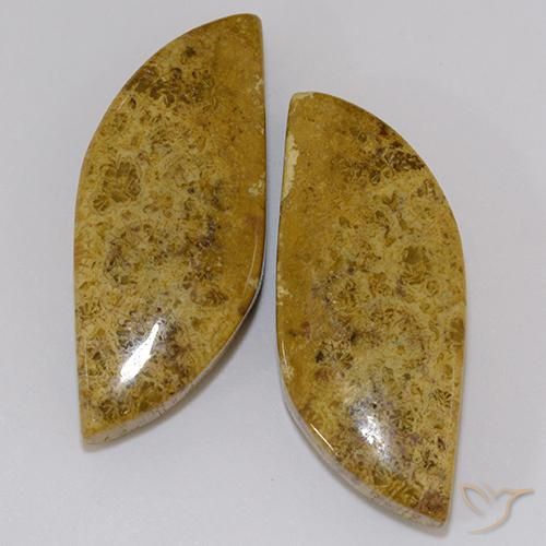 23.61ctw Naturale Multicolore Corallo fossile, Taglio a fantasia, Opaco