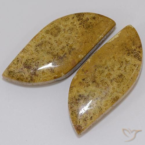 Gemme di Corallo fossile Multicolore naturale da 23.61 ct, Taglio a fantasia, Opaco