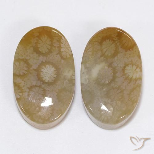 30.48ctw Naturale Multicolore Corallo fossile, Ovale, Opaco