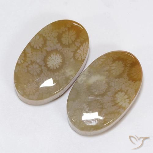Gemme di Corallo fossile Multicolore naturale da 30.48 ct, Ovale, Opaco