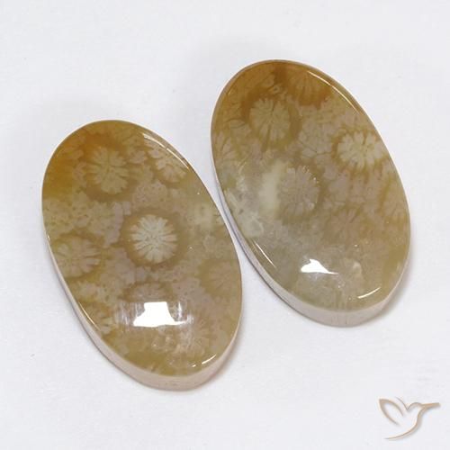 Gemme di Corallo fossile Multicolore naturale da 30.48 ct, Ovale, Opaco