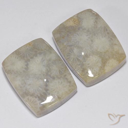 Gemme di Corallo fossile Multicolore naturale da 41.05 ct, Cuscino, Opaco
