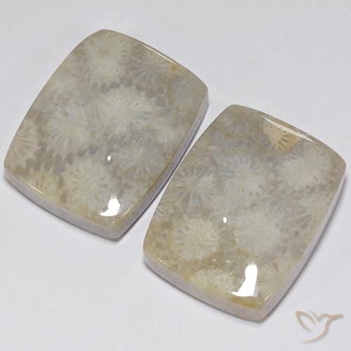 Gemme di Corallo fossile Multicolore naturale da 41.05 ct, Cuscino, Opaco