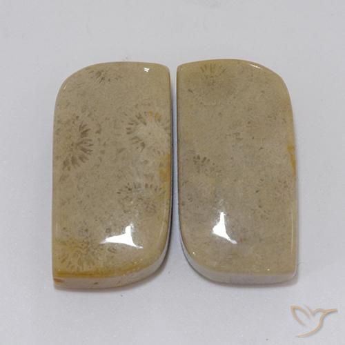 22.46ctw Naturale Multicolore Corallo fossile, Taglio a fantasia, Opaco