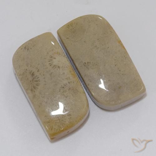 Gemme di Corallo fossile Multicolore naturale da 22.46 ct, Taglio a fantasia, Opaco